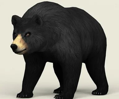 Bear 3d model