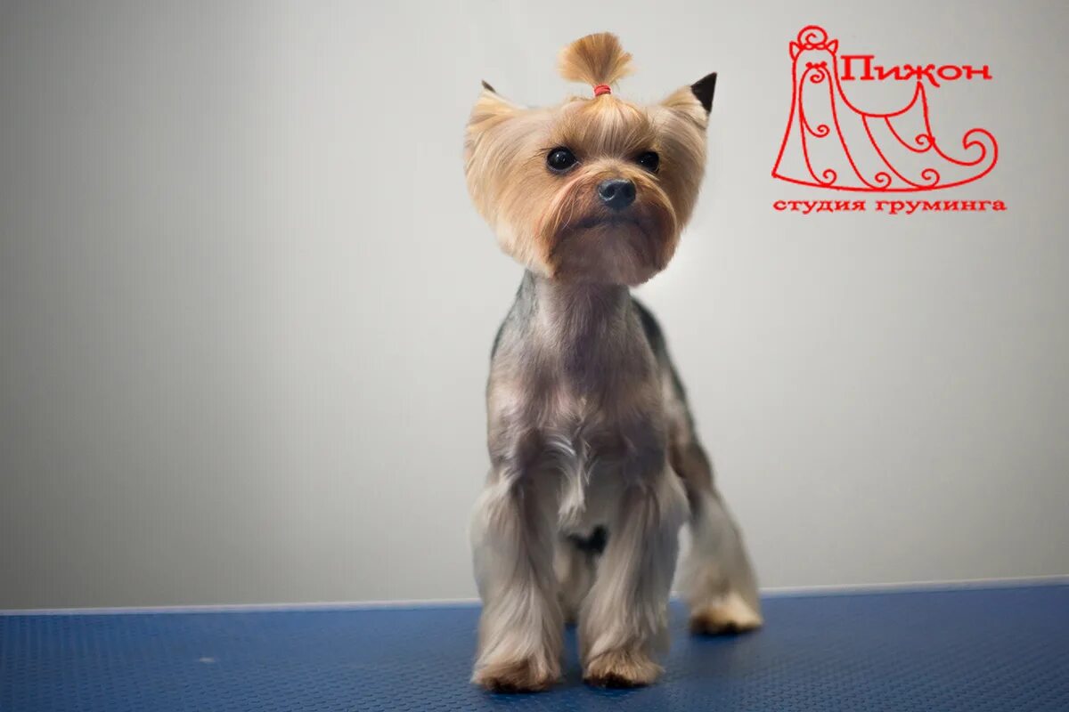 йоркширский терьер стандарт стрижки. стрижка лап у йорка. стрижки йоркширского терьера мальчика. йоркширский терьер стрижки. йорк стрижка китайская хохлатая.