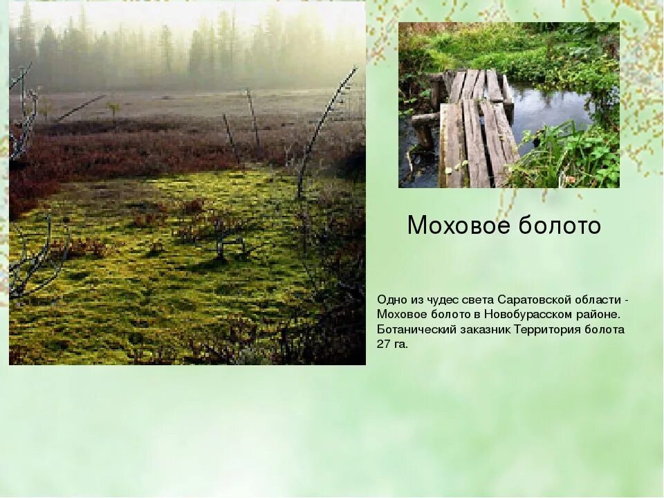 рачейский бор болото. моховое болото румыния. болото юпяужшуо карелия. природа. моховое болото.