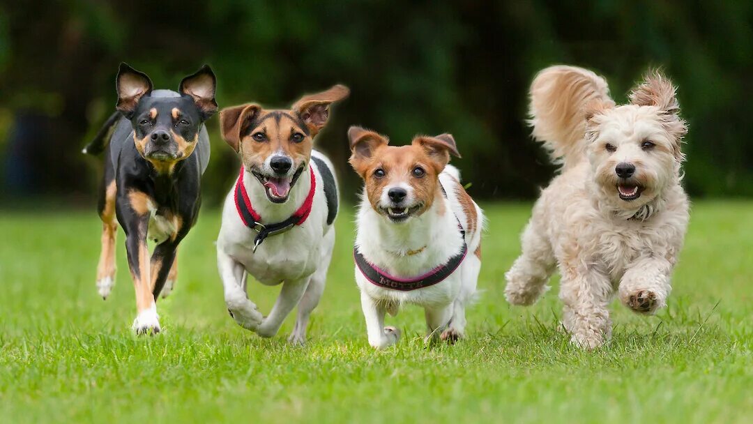 Много щенков. Щенки разных пород. Dogs group. Разные собаки. Картинки собак разных пород.