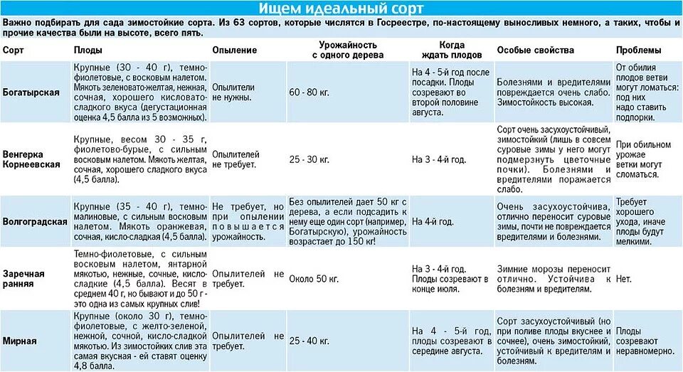 Сорта опылители яблонь таблица. Таблица опыления груши. Дегустационная оценка яблонь