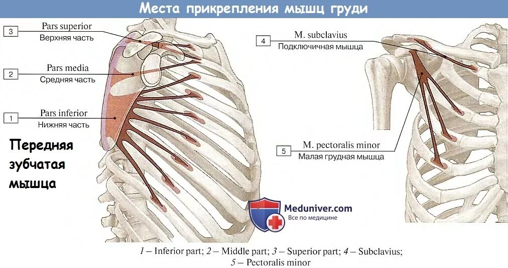 M pectoralis minor функция. Анатомия малой грудной мышцы. Малая грудная мышца анатомия функции. Мышцы и фасции груди анатомия. Малая грудная латынь.