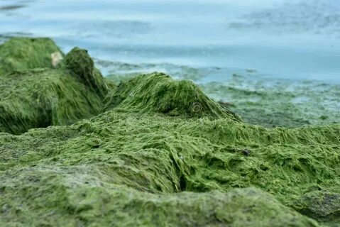 Водоросли древнейшие растения земли