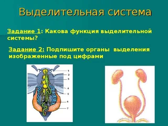 Система органов животных выделительная система. Функции выделительной системы органов животных. Выделительная система задания. Строение выделительной системы человека.