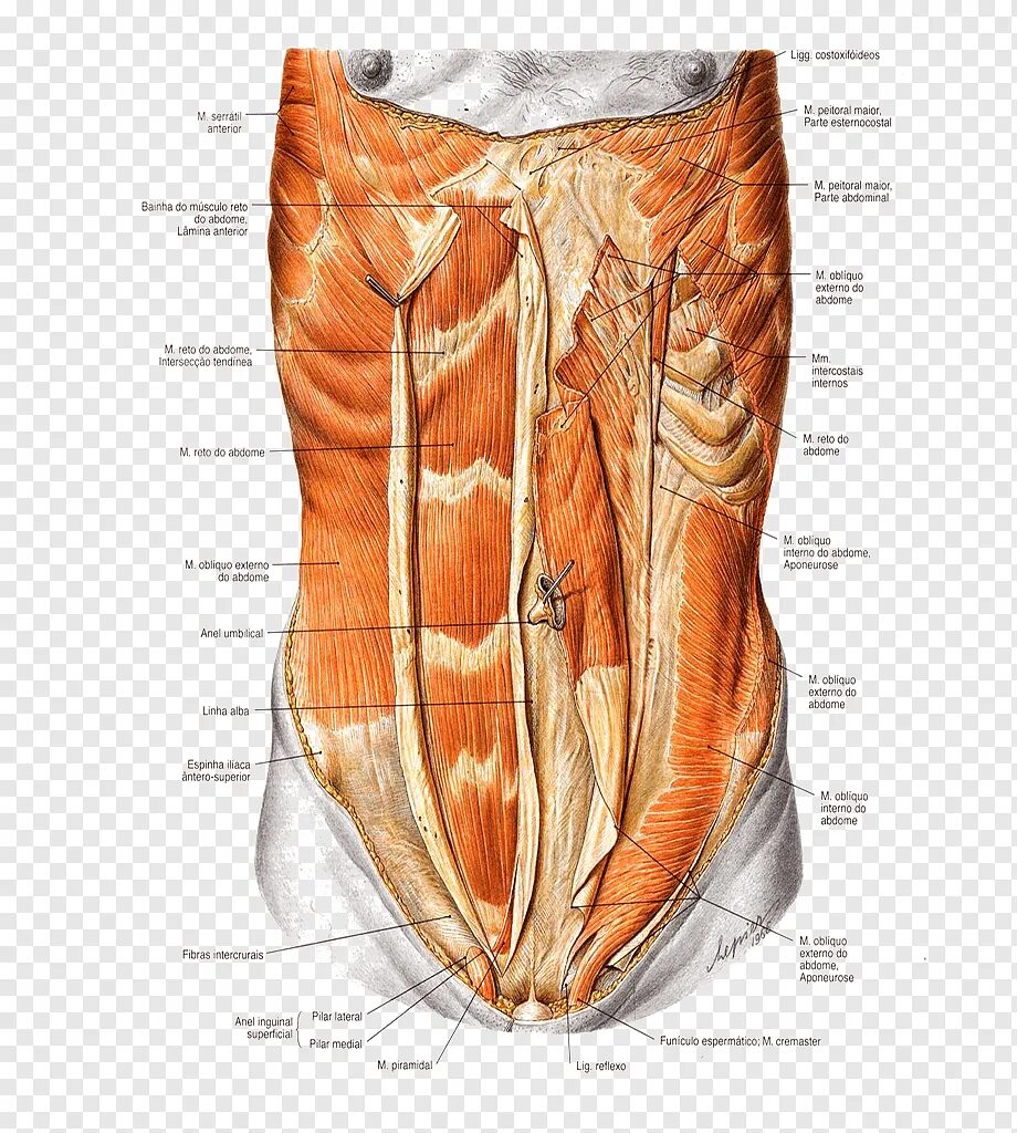 Прямая мышца живота у женщин. Rectus abdominis. Rectus abdominis muscle. Rectus femoris мышца. Мышцы брюшной стенки человека анатомия.