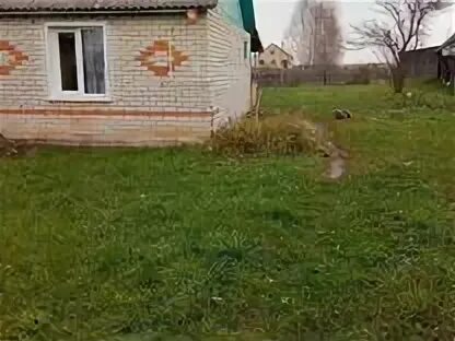 Авито ельня смоленская