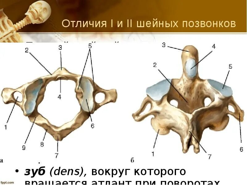 Передний бугорок