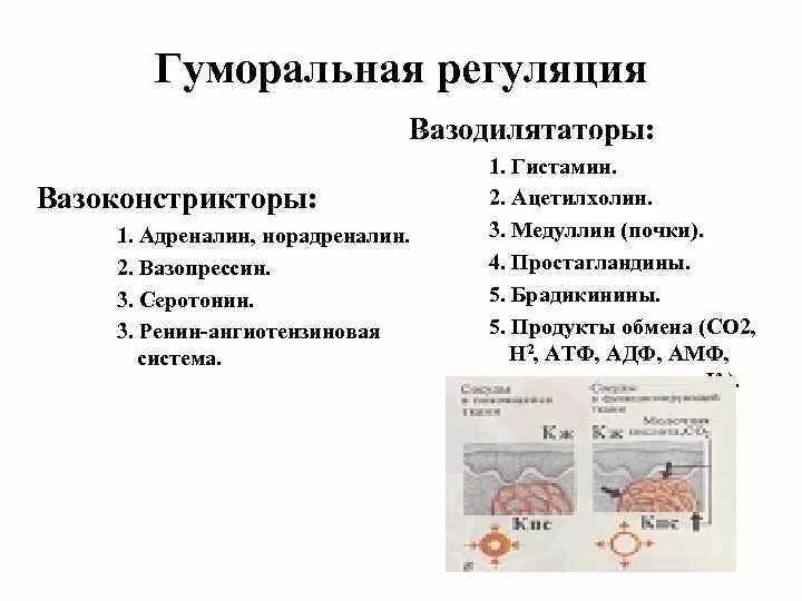 Норадреналин и ацетилхолин - гуморальная регуляция. Вазоконстрикторы это физиология. Местная регуляция капиллярного кровотока вазоконстрикторы. Вазоконстрикторы и вазодилятаторы. Контрольная работа по теме кровообращения