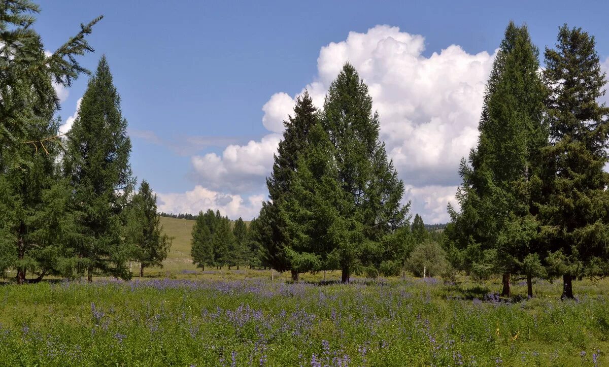 лесопарк ёлочки (лес за кутузово). елочка на поляне. ель в лесу. пихта лесная беларусь. арбековский лес хвойные.