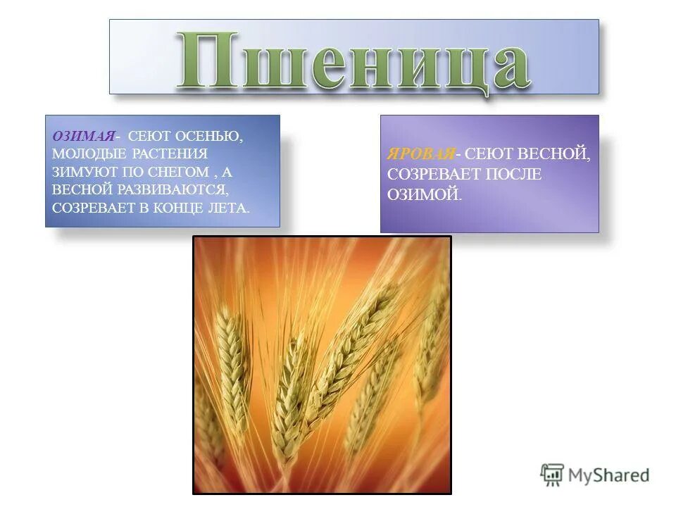 пшеница презентация. пшеница какая прилагательные. пшеница какая прилагательные. пшеница какая прилагательные. культурные растения зерновые культуры.
