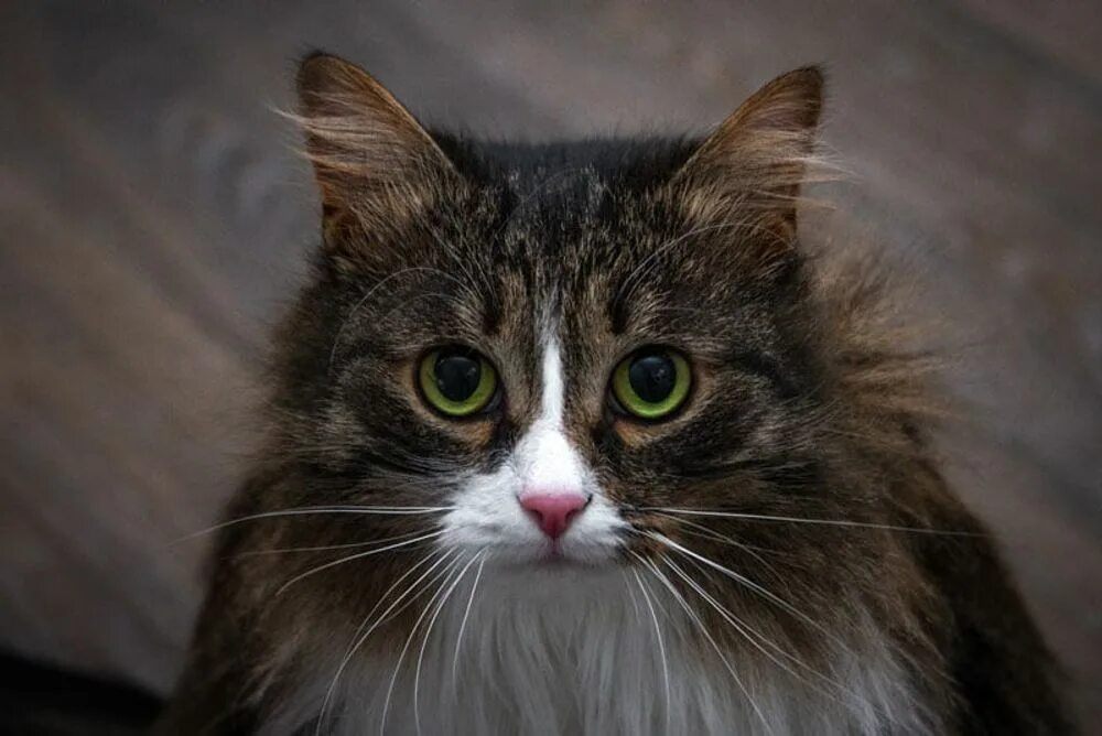Муся. Кошка муся. Муся. Кошка муся. Рябой кот.