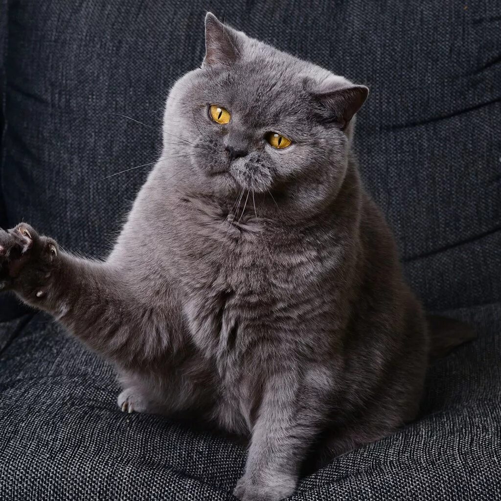 кот британец голубой короткошерстный. крупный британский кот. большие коты британцы. кот британский монарх. упитанный скоттиш фолд.