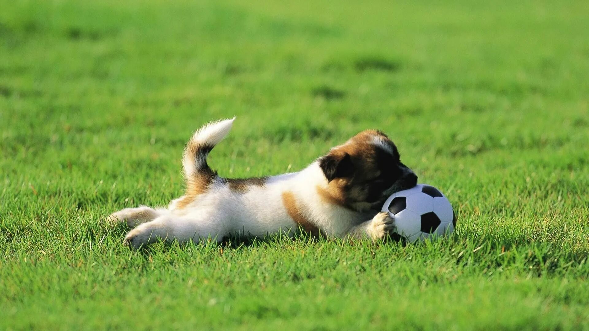 Puppy play. Puppy play