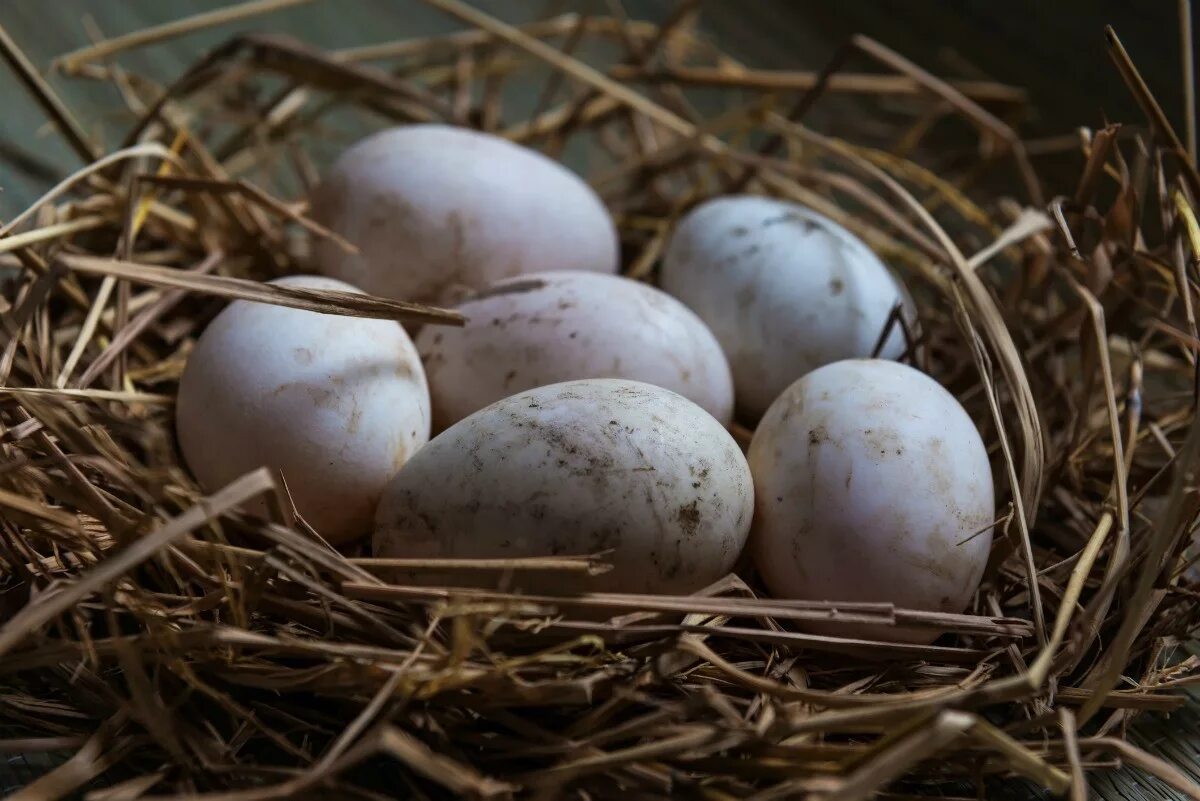 Яйцо дикой утки. Яйца дикой утки кряквы. Гнездо дикой кряквы. Яйца дикой утки. Яйца дикой утки кряквы.