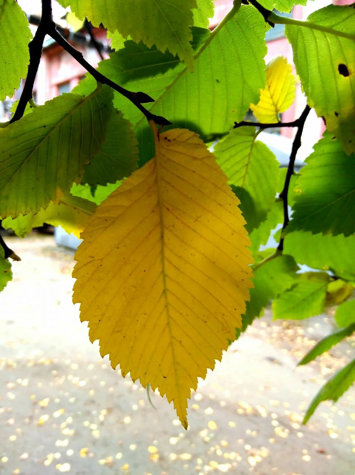 Листь. Вяз приземистый Ulmus pumila. Вяз листоватый листья. Листья вяза и карагача. Карагач дерево листья.