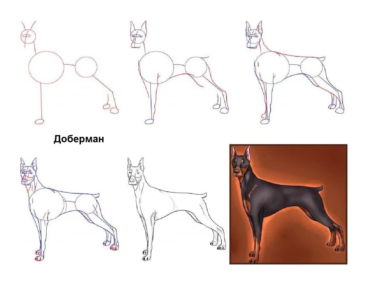 Догдей рисунок. Поэтап Доберман поэтапно. Поэтапное рисование собаки Доберман. Собака рисунок карандашом. Поэтапный рисунок собаки.