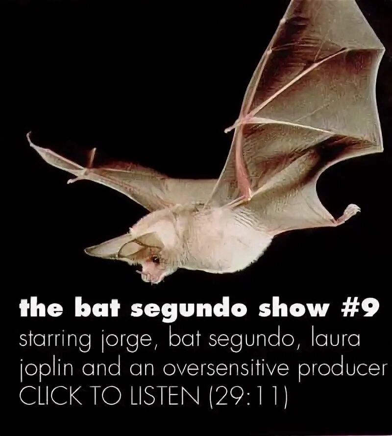 Как выглядит летучая мышь белая 15 Fun Facts For International Bat Night Cartoon bat, Cute animals, Animals