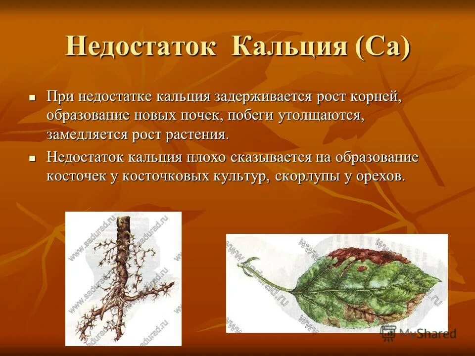 высказывания аристотеля о любви. высказывания аристотеля. горький корень. корни образования горькие. пословица корень учения горек да плод его сладок.