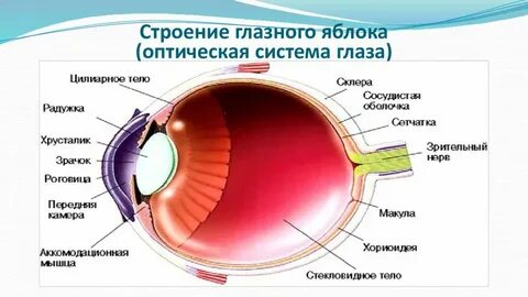 Анатомия яблока