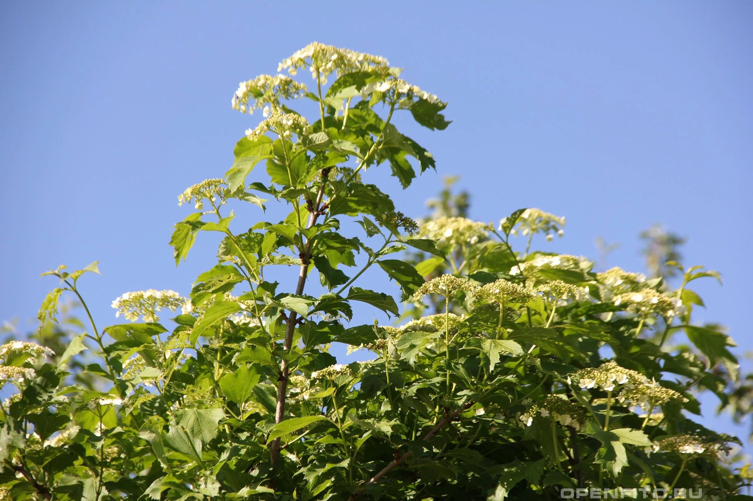 Ручей в поле. Цветет черемуха. Цветет калина у ручья. Цветет калина в поле у ручья фристайл. Калина обыкновенная компактум.