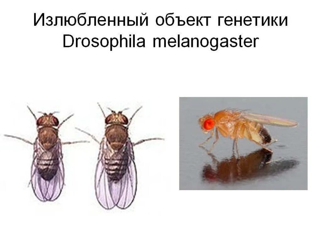 Мухи дрозофилы откуда берутся и как избавиться. Дрозофила мошкара. мошки дрозофилы в квартире. строение мошки. дрозофила модельный объект генетики.
