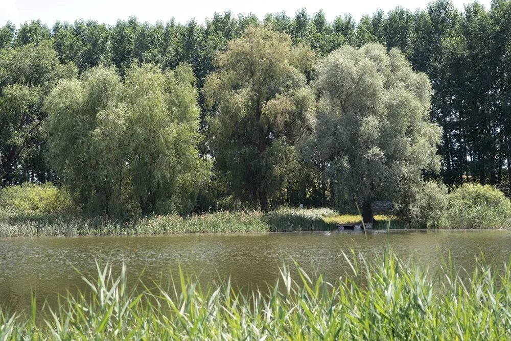 Зеленовский пруд. Пруд зеленовский аннинский. Зеленёвский пруд воронежская область. Зеленовский пруд. Валовский пруд пенза.