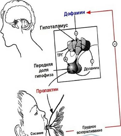 Повышенный пролактин гипофиз. Пролактин. Пролактин гормон. Гормон пролактин у женщин. Пролактин при гв норма.