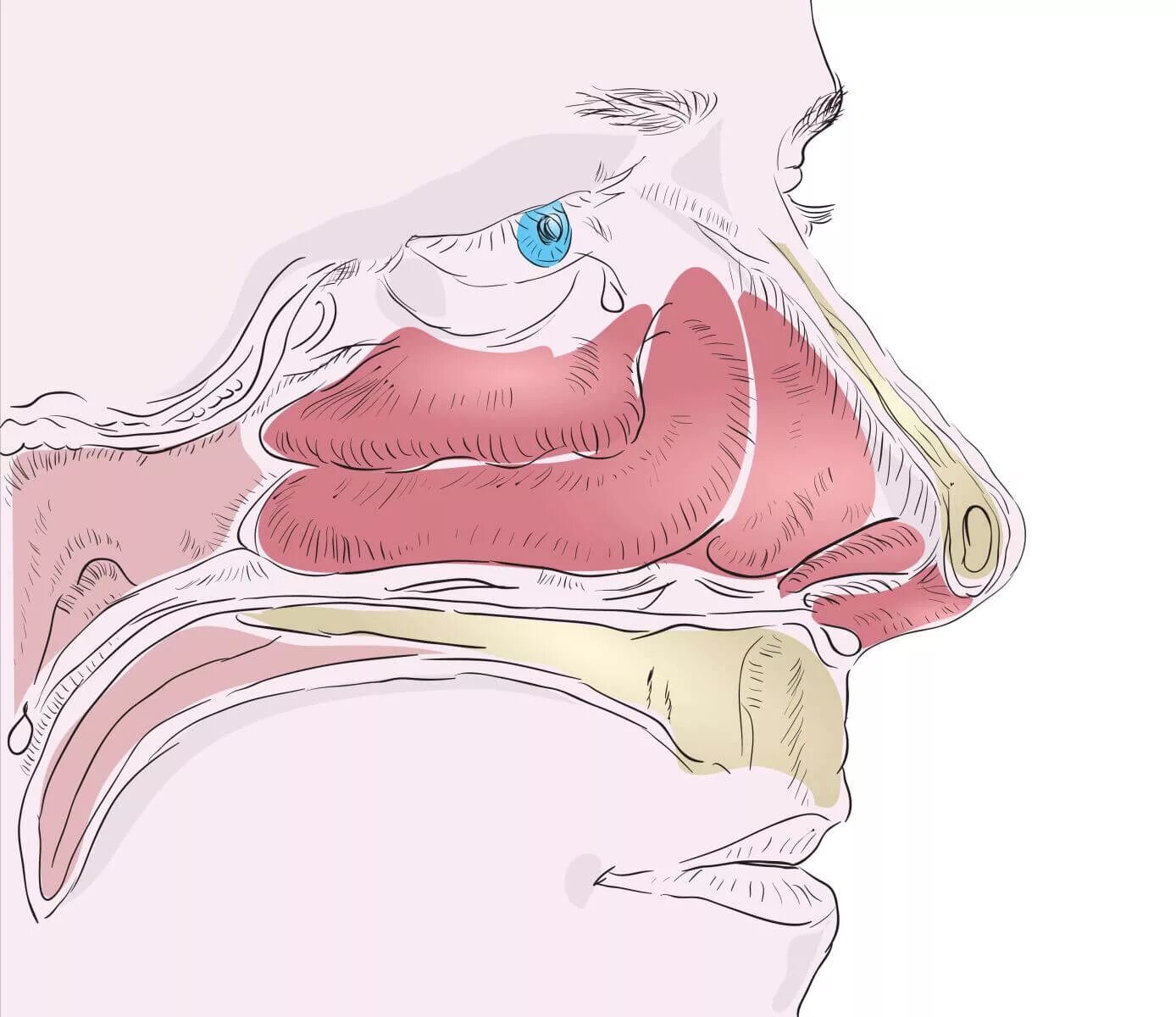 Отделы слизистой оболочки полости носа regio Olfactoria. Слизистая оболочка носа ринит. Слизистые дыхательных путей.