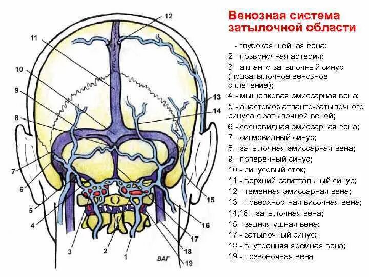 Затылочный синус твердой мозговой. Анатомия затылочной области головы и шеи. Венозные синусы головного мозга схема. Сосцевидная эмиссарная Вена.