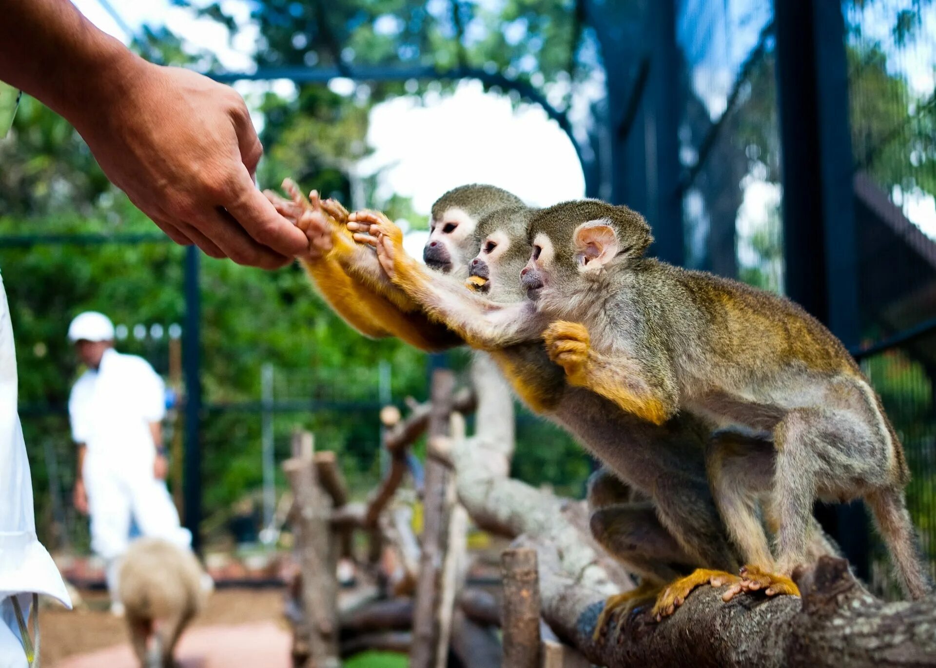 Exotic animals pets. Southeast Botanical Gardens Окинава. Калининградский зоопарк обезьяны. Зоопарк в Бишкеке. Пекинский зоопарк обезьяны.