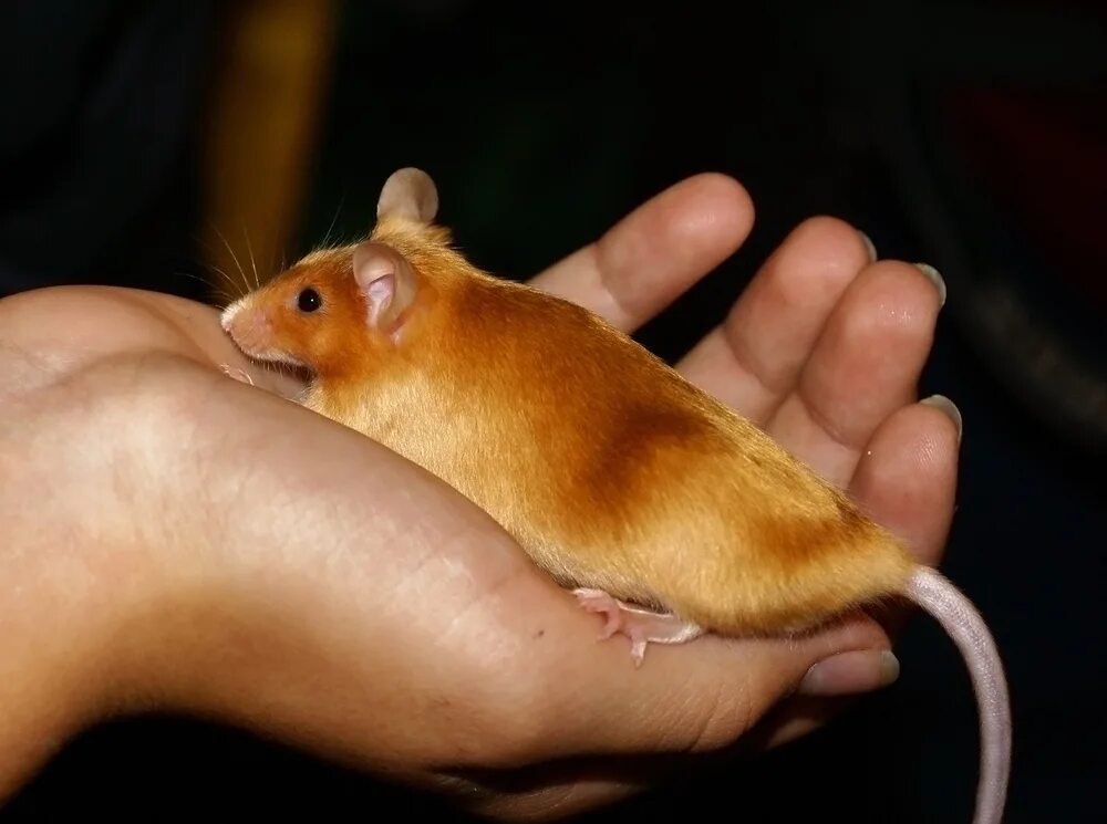 Крысы вредители. Какого цвета будет мышь. Синяя крыса. Фиолетовая мышь. Какого цвета будет мышь.