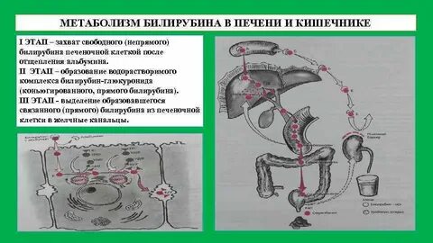 Билирубин железо