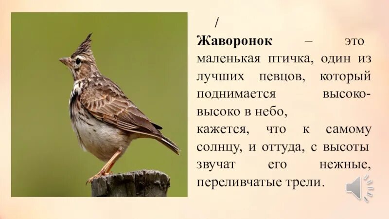 Текст стихотворения жаворонки. В.Жуковский Жаворонок 1 класс. Стихотворение Жаворонок. Жаворонок для презентации. Стишки про жаворонка.