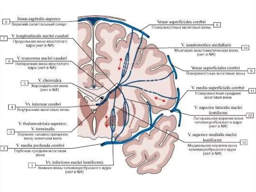 Вены головного мозга. Венозное кровоснабжение головного мозга схема. Схема венозного оттока мозга. Поверхностная среднемозговая Вена. Вена головного мозга анатомия.
