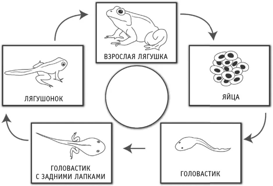 этапы формирования злокачественных опухолей. этапы развития 0. этапы развития ребенка. основные этапы эволюции менеджмента. периодизация жизненных циклов эриксона.