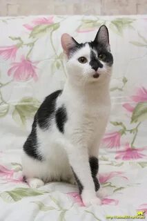 Вики кошечки
