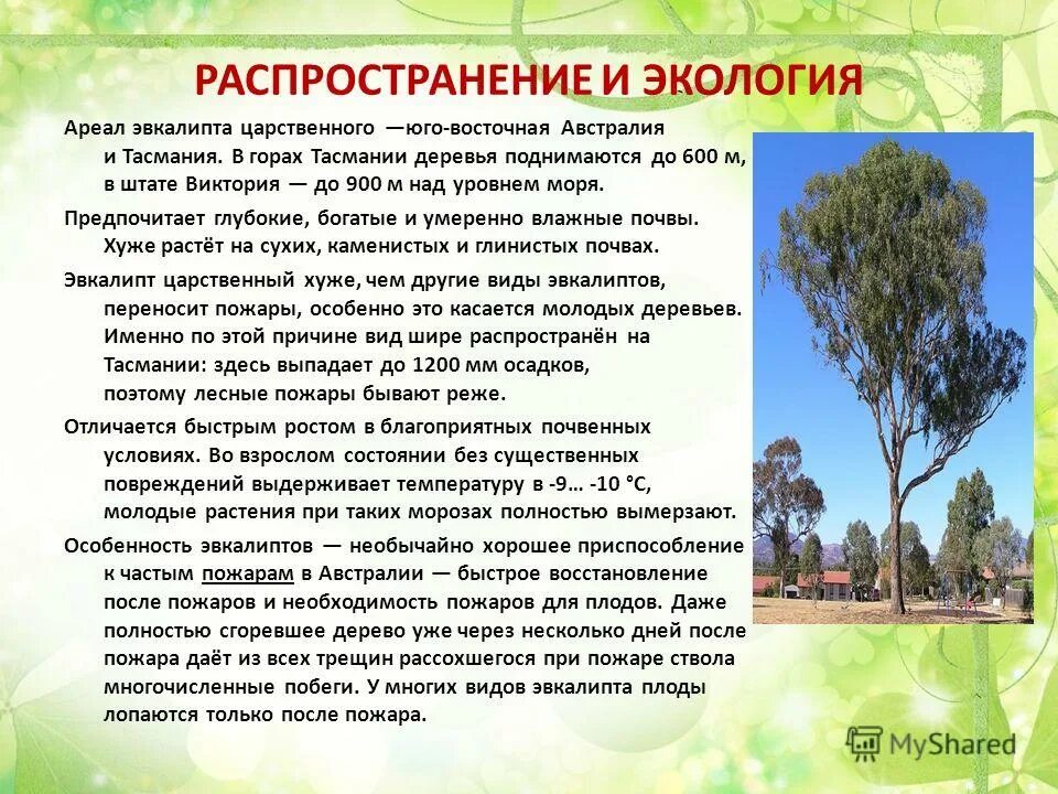 Разновидности эвкалипта. Эвкалипт в китае. Эвкалипт интересные факты. Эвкалипт дерево. Эвкалиптовое дерево описание.