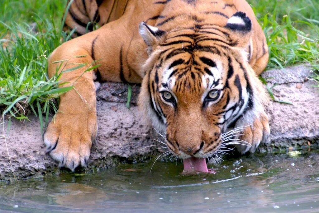 Сохранение тигров. Московский зоопарк тигр. Continental Tiger. Tiger drinking Water. Brooklyn Zoo.