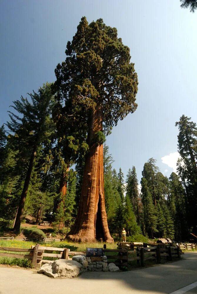 Дерево 6 метров. Секвойя дерево. Секвойя дерево гигант. Гигантская Секвойя Гиперион. Секвойя Северной Америки.