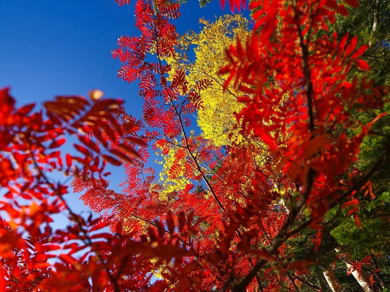 Багрянец осин. Осенние разноцветные деревья. Разноцветная осень. Разноцветные деревья осенью. Рябина и клен дерево