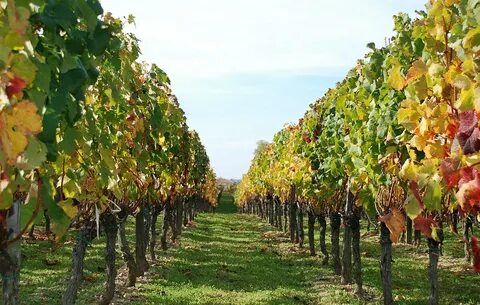 Des vignes