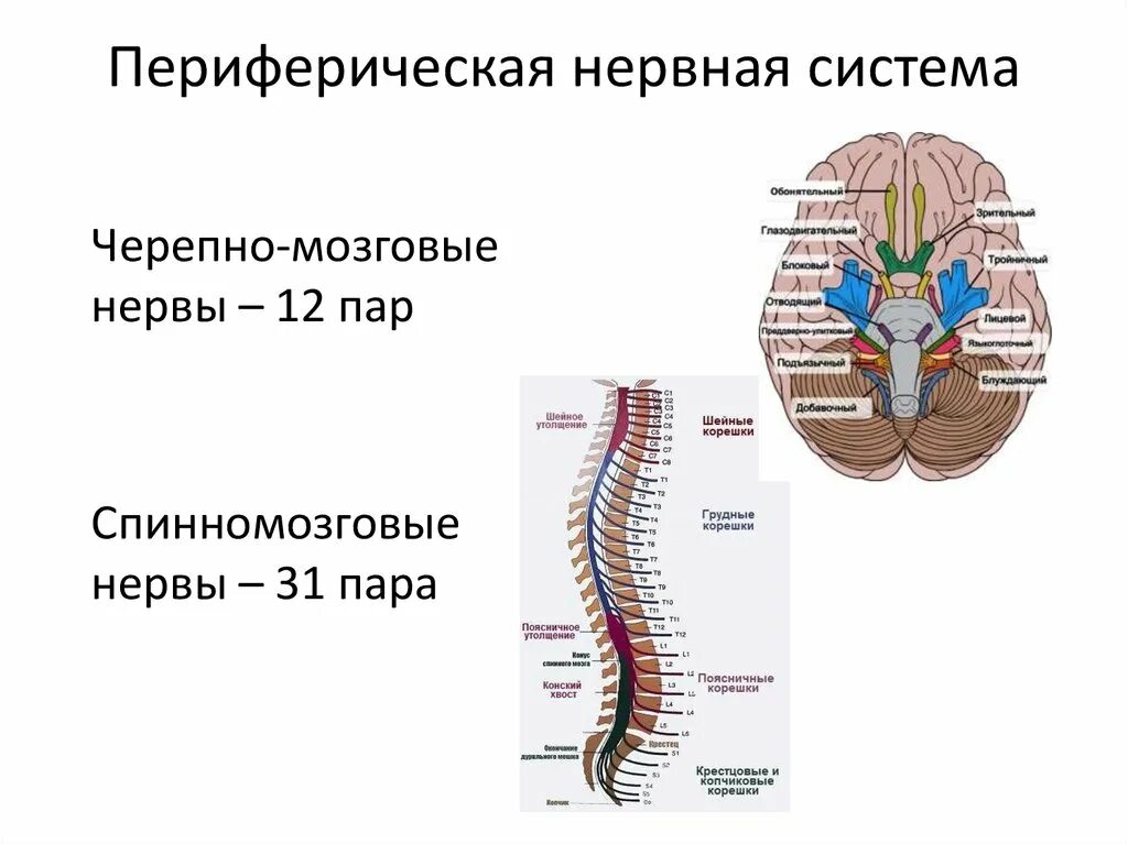 Периферический нерв функции. Периферическая нервная система анатомия строение. Нервы периферической нервной системы. Строение периферической НС. Структуры, относящиеся к периферической нервной системе.