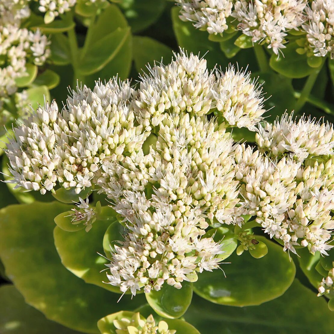 Очиток белый. Очиток Видный (Sedum spectabile `Stardust`). Очиток Видный Стардаст (Sedum spectabile `Stardust`). Очиток Видный 'Stardust'. Очиток Stardust (Стардаст).