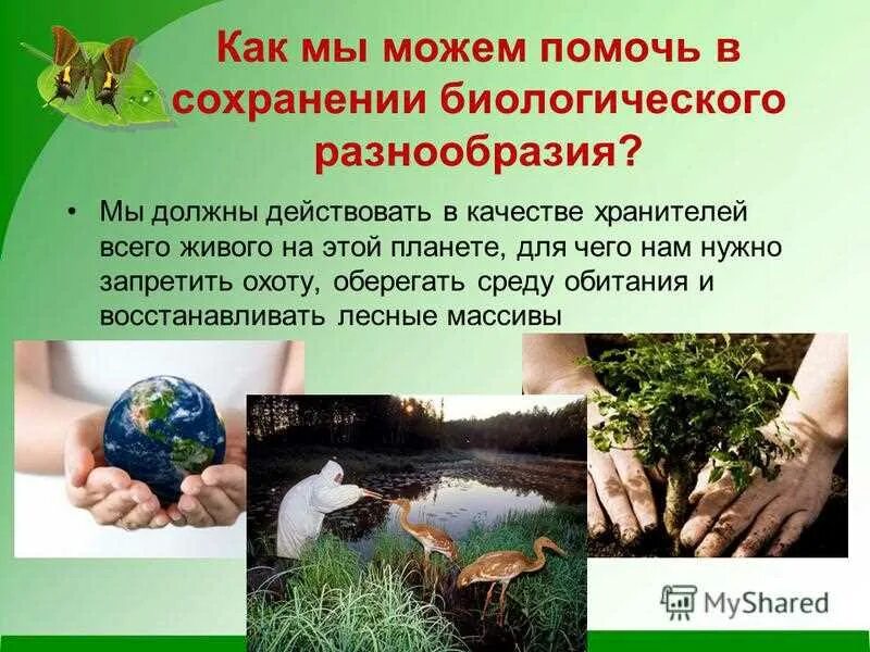 Многообразие экологических. Сохранение биологического разнообразия. Сохранение биоразнообразия. Экология и охрана природы. Защита природы человеком.