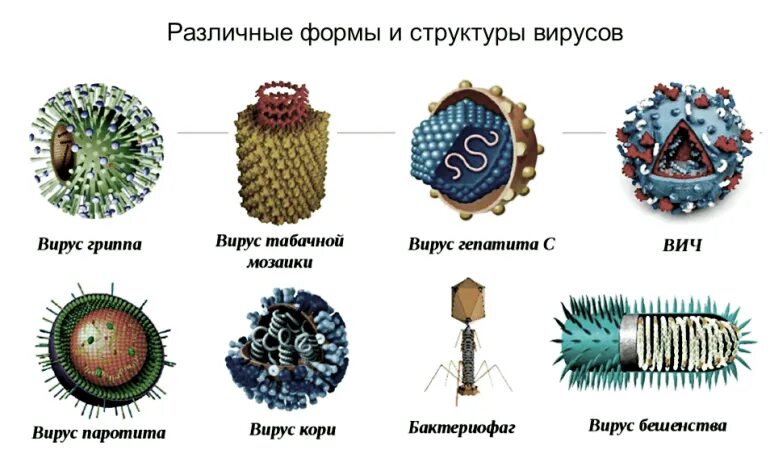 Разнообразие форм вирусов. Строение простых и сложных вирусов. строение и классификация вирусов. строение вируса простые и сложные вирусы. формы и строение вирионов.