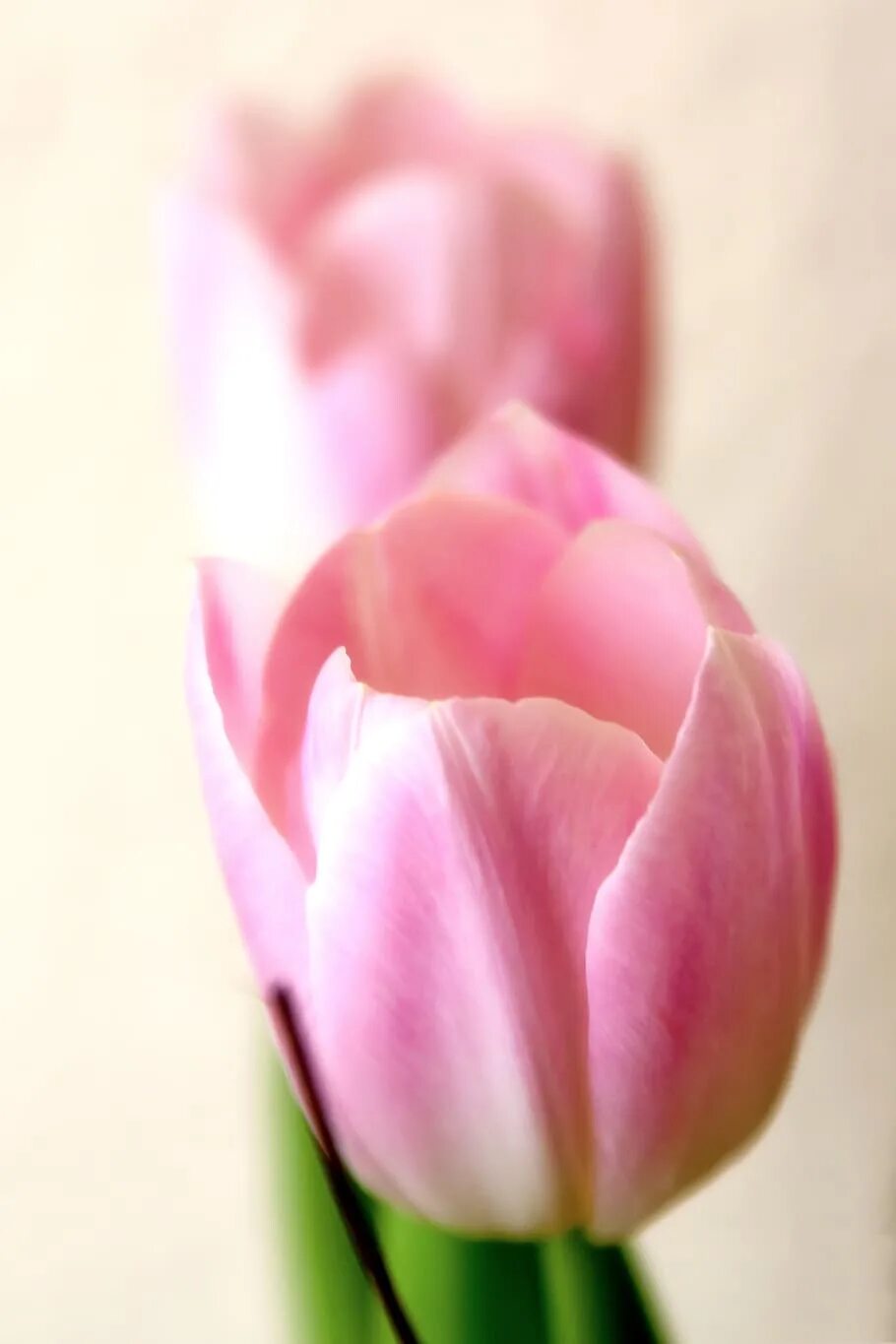 Тюльпаны вертикальные картинки. Тюльпан Pink / Rose. Тюльпаны красота. Нежные тюльпаны. Тюльпаны. Нежно-розовый.