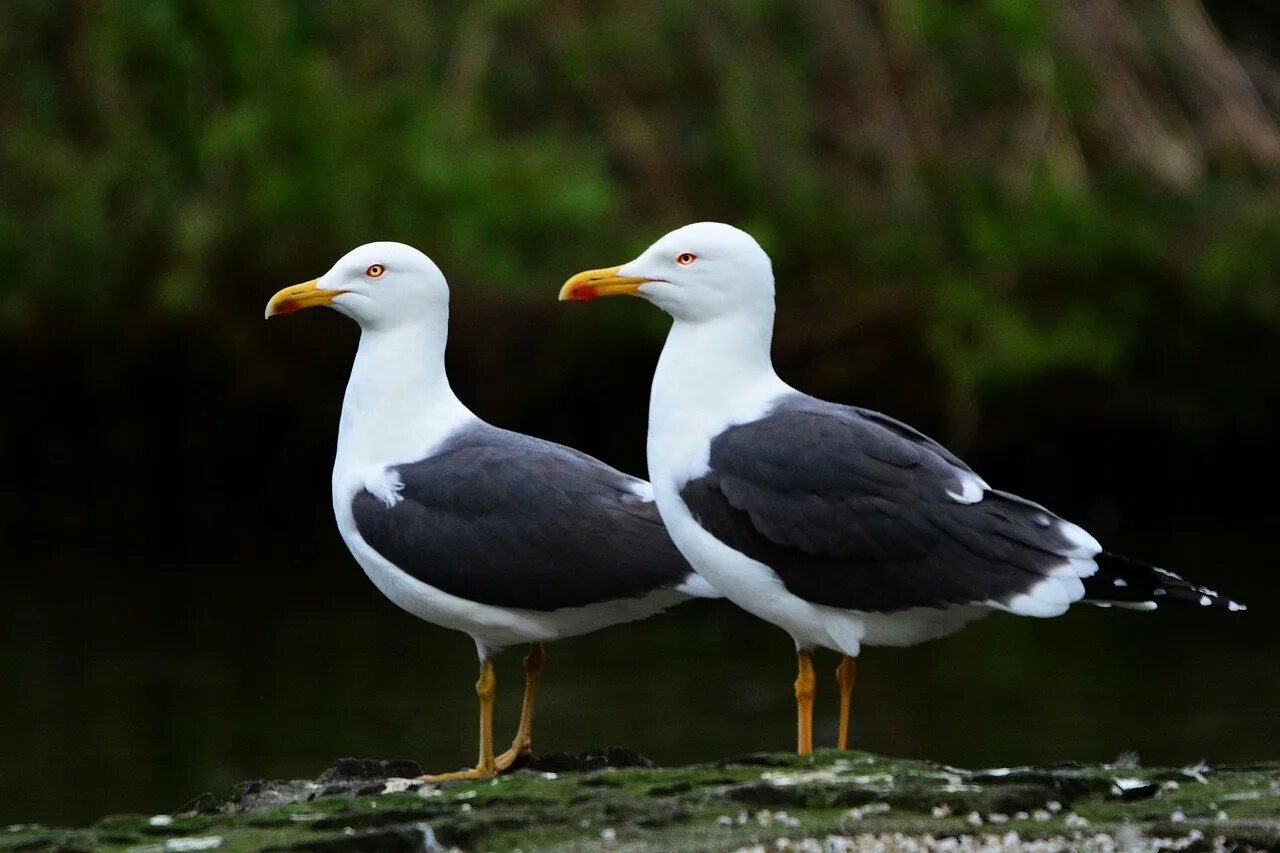 Морские птицы. Чайка. Морская Чайка самец и самка. Little Seagull Bird.