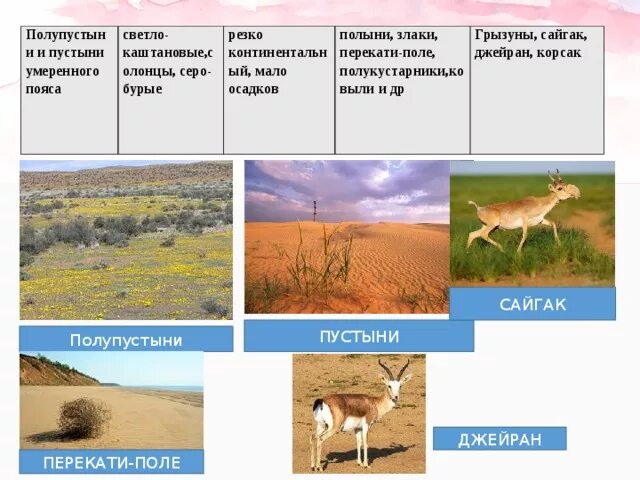 Полупустыни характеристика природной зоны россии. Зоны полупустынь и пустынь умеренного пояса. Пустыни и полупустыни растительность. Характеристика зоны полупустынь. Полупустыни климат растения животные.