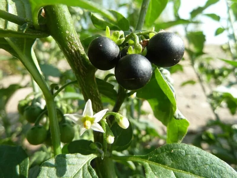 Паслен черный двудольный. Паслён чёрный. Паслен ягода. Ягода паслен черный. Паслен черный (Solanum nigrum).