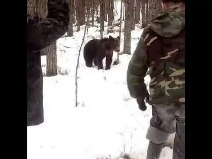 Песня медведь тайга